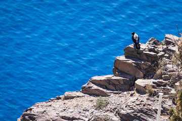 Fototapeta na wymiar crow sits on a rock above the sea