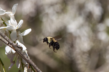 Bumblebee at Work. Bumblebee in midair approaching white wisteria blossoms.