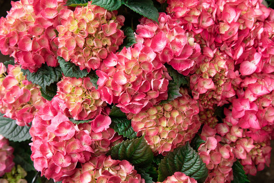 Pink hydrangea or Hydrangea macrophylla floral background.