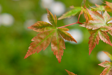 The leaves of a young Acer Palmatum sprouting in spring