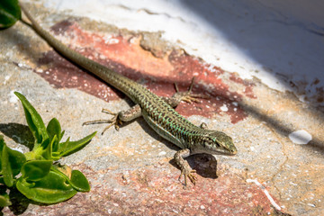 small green lizard on the stone