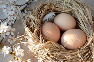 Eggs in a nest of grass Easter concept