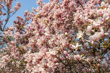View of magnolia plants and flowers..Magnolia is a large genus in the subfamily Magnolioideae of the family Magnoliaceae with blue sky