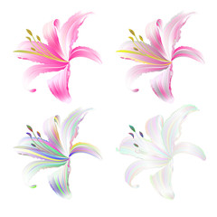 Fototapeta na wymiar Lily pink and multi colored Lilium candidum on a white background vintage vector illustration editable Hand draw
