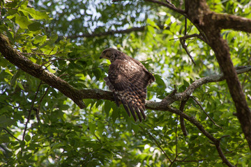 Cooper's hawk perched on a branch of a tree shows wing feathers.