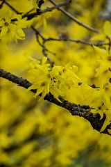 View of yellow blooming forsythia in spring