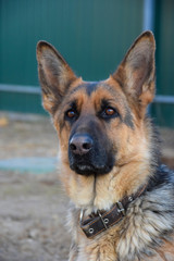 My favorite German shepherd.