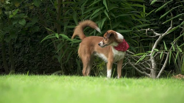 Beautiful Brown Furred Dog with Red Bandana Colar running in the Garden &ndash; Cute Male Puppy &ndash; 4k Footage