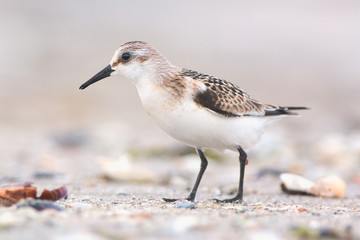 Obraz premium Sanderling