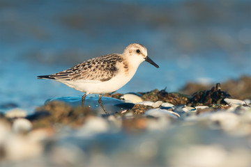 Sanderling (Calidris alba)