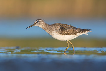 Wood sandpiper