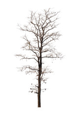 Dead tree or dried tree isolate on white background.Clipping path.