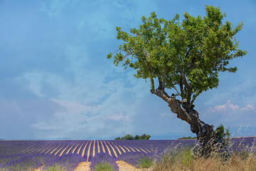 Lavender Field with Olive Tree and Copy Space