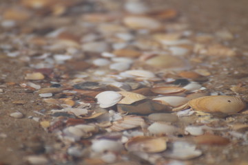 Muscheln und Steine im Wasser