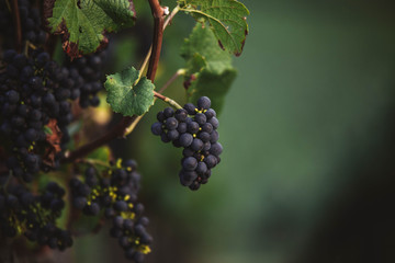 Pinot Noir vine grapes grow in a vineyard in Durbach,Germany