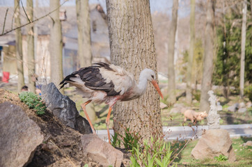 Adult stork in its natural habitat. Natural background