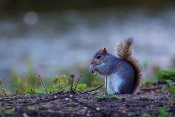 squirrel eating nut
