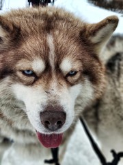 Husky in Iceland