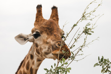 Giraffe Eats Eucalyptus Twigs
