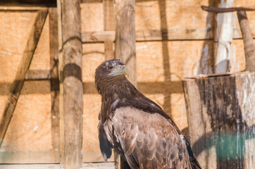 Sea eagle in profile close up. Nature background