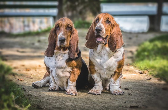 Basset Hound