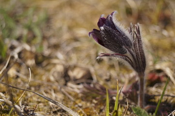 Spring wild flowers - small pasque flower, Pulsatilla Pratensis