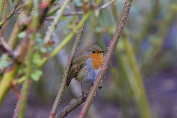 bird singing