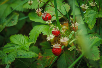 Forest berries. Strawberries