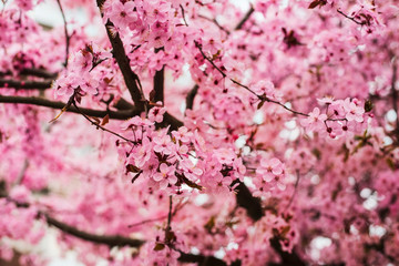 Spring pink background with flowers of blooming cherry