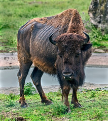 Bison in its enclosure near the pool. Latin name - Bison bison	