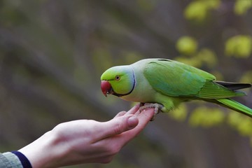 parrot in hand