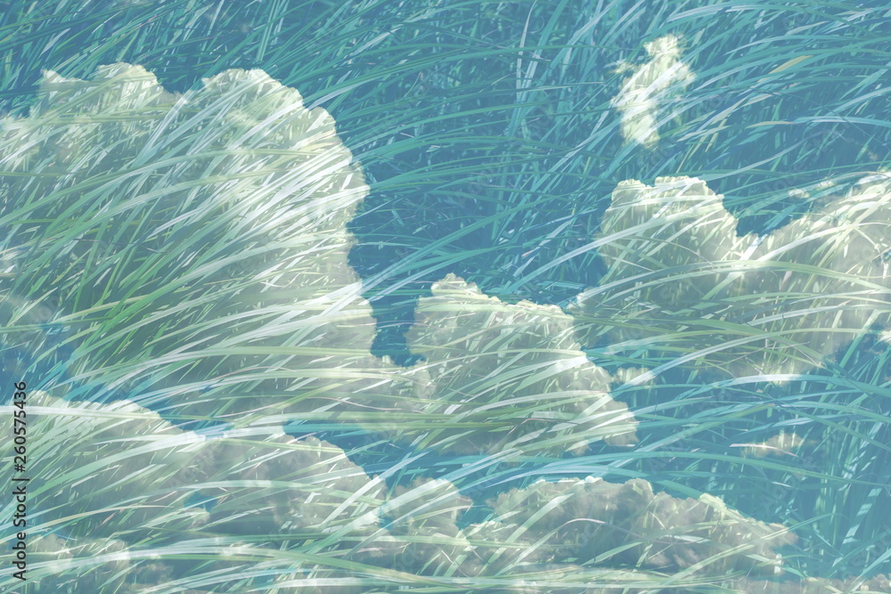 Canvas Prints abstract texture background clouds and grass double exposure