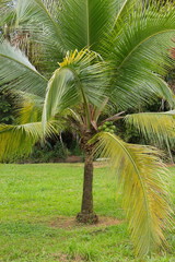 Coconut palm in Cano Blanco in Tortuguero NP in Costa Rica