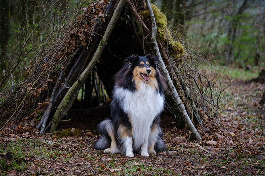 Tricolor young rough collie