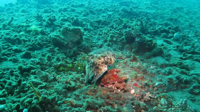 Broadclub cuttlefish (Sepia latimanus) swims above a reef in Indonesia.