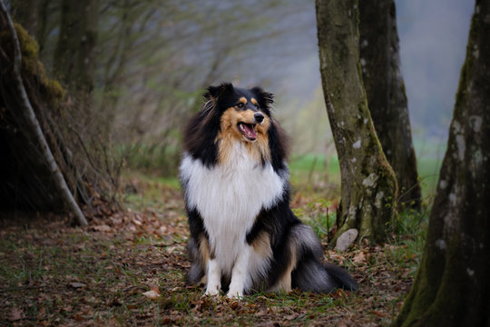 Tricolor young rough collie