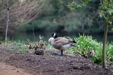 goose on grass