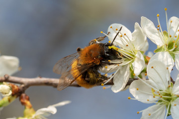 Biene mit weißen Kirschblüten