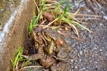 frog in the grass