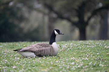 goose on grass