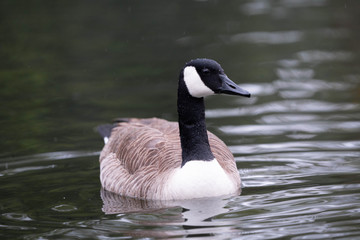 Obraz premium goose in the water