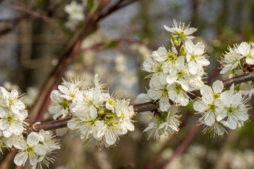 weiße Kirschblüten
