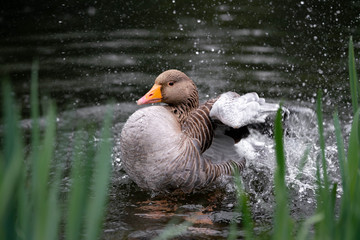 goose in the water