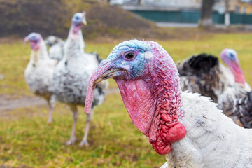 Turkeys on the farm. Breeding  of turkeys_