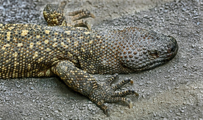 Mexican beaded lizard in its enclosure. Latin name - Heloderma horridum	
