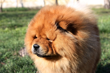 Portrait of a beautiful chow chow dog in the park
