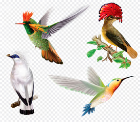 Tropical birds and hummingbird on a transparent background © dracozlat