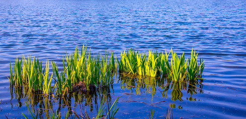 Young green stems sedge on the background  blue water in the river_