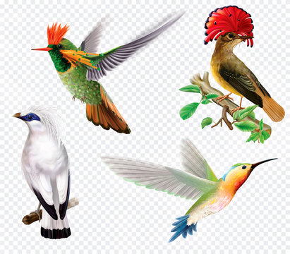 Tropical birds and hummingbird on a transparent background