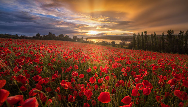 Mohnblumen im Sonnenuntergang